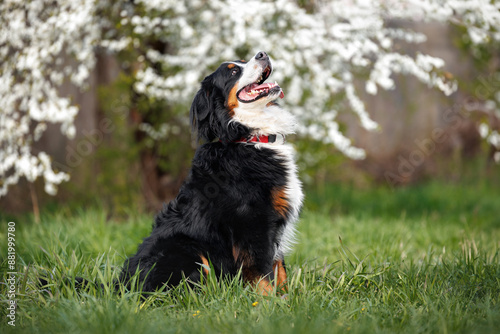 Cuadro en lienzo happy bernese mountain dog sitting outdoors in red collar and looking up