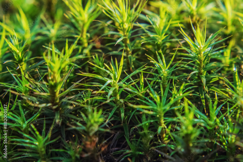 Macro - Forest - Europe, Romania, Suceava region Macro - Forest - Europe, Romania, Suceava region