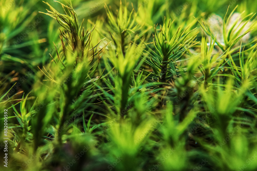 Macro - Forest - Europe, Romania, Suceava region Macro - Forest - Europe, Romania, Suceava region