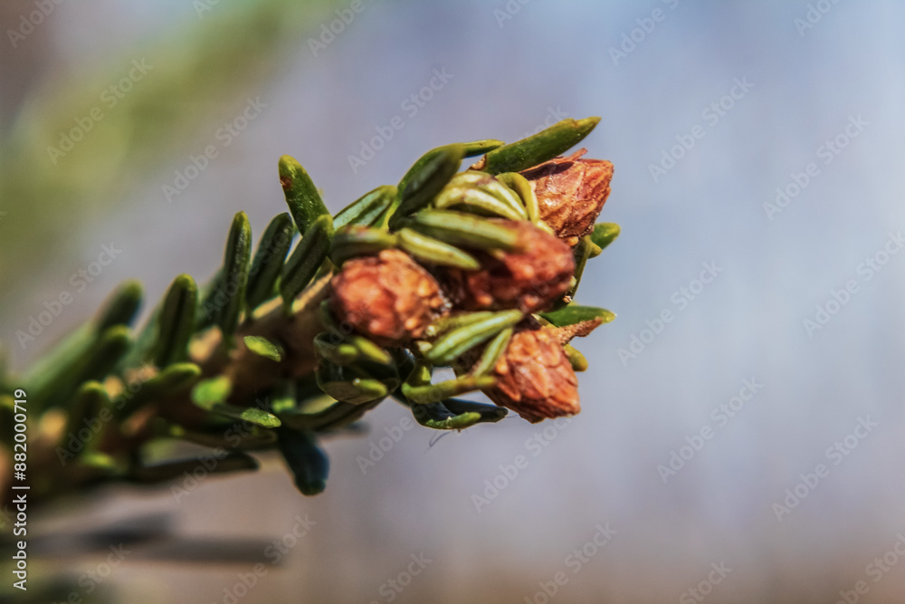 Macro - Forest - Europe, Romania, Suceava region Macro - Forest - Europe, Romania, Suceava region