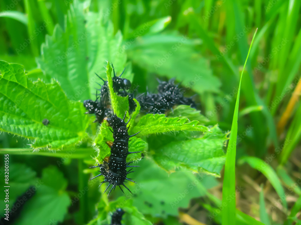 Black caterpillars with thorns on green leaves, macro. Caterpillars of European Peacock butterfly, Aglais Io Black caterpillars with thorns on green leaves, macro. Caterpillars of European Peacock butterfly, Aglais Io