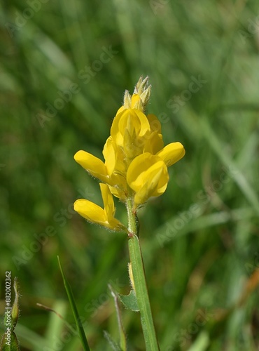 Floraison en grappe d'un Genêt ailé,  Winged Broom (Genista sagittalis). photo