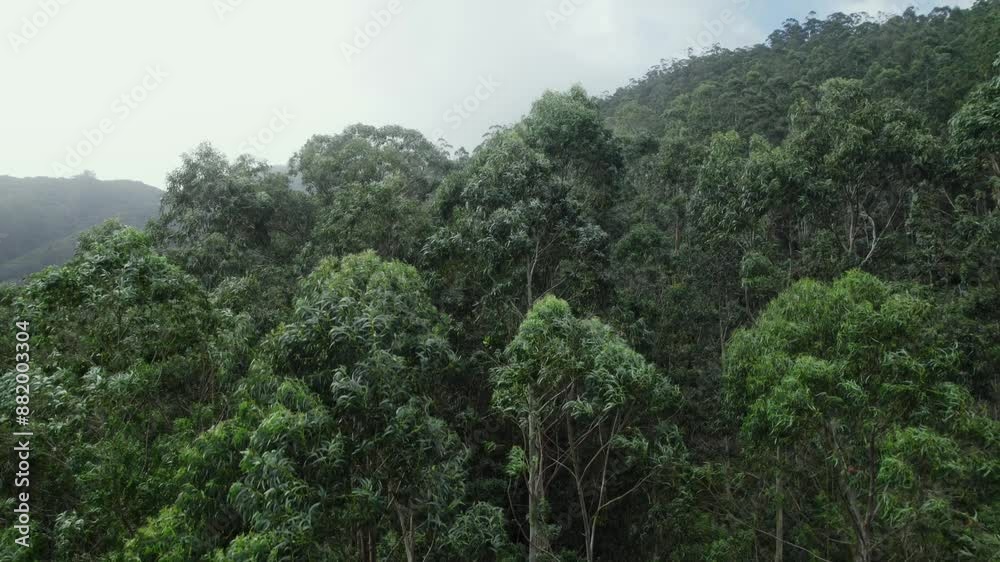 Aerial drone view of the eucalyptus forests in mountains of Madeira Aerial drone view of the eucalyptus forests in mountains of Madeira
