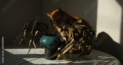young curious cat smell, play with blooming greenery flower branch. Cozy home kitchen interior. Beautiful cute ginger striped household pet. Springtime vertical concept. video footage 4k