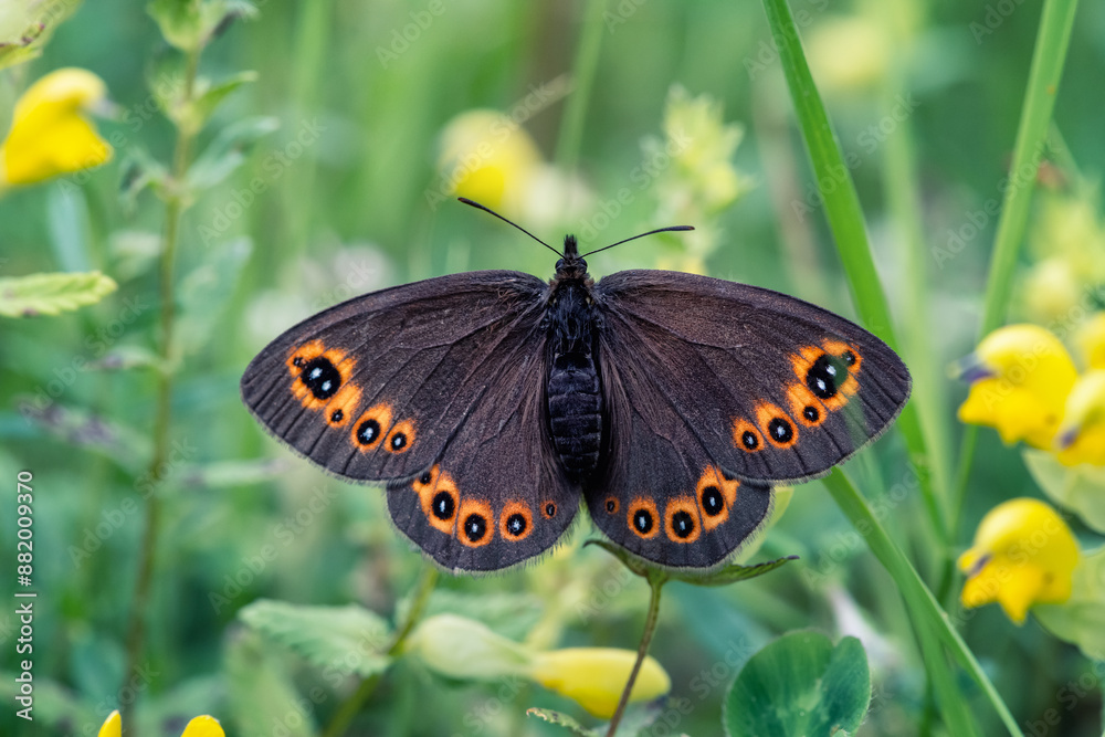 Fototapeta premium Close up shot of a beautiful Speckled wood (Pararge aegeria) butterfly, on a defocused green spring background with yellow flowers