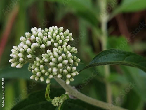 Eupatorium perfoliatum flowers on bushes on blurred background photo