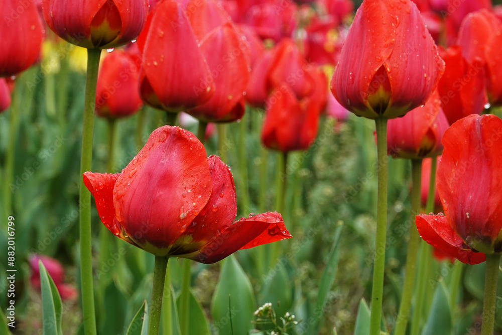 Colorful Tulip field in spring season Colorful Tulip field in spring season