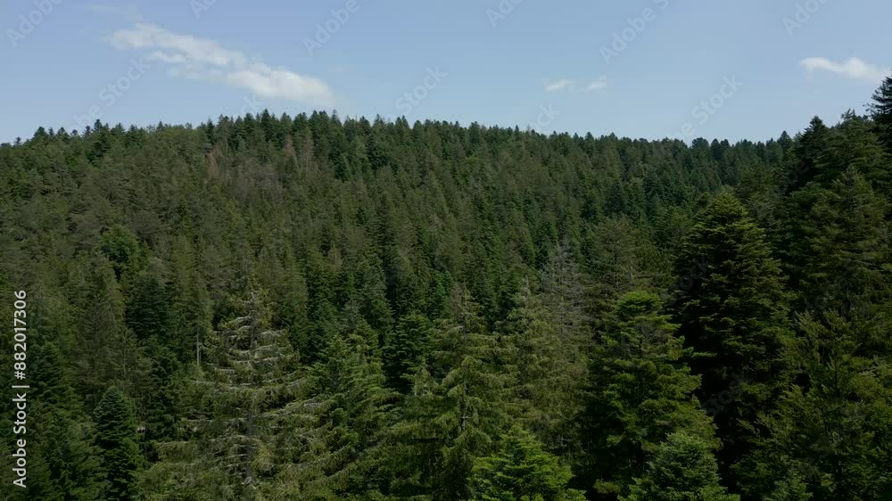 forest and sky forest and sky