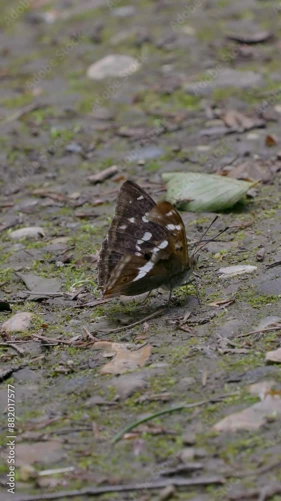 Purple Emperor Butterfly on the Ground Purple Emperor Butterfly on the Ground