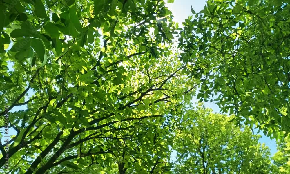 A lush green forest with trees reaching up to the sky. The sunlight is shining through the leaves, creating a serene and peaceful atmosphere. The trees are tall and full A lush green forest with trees reaching up to the sky. The sunlight is shining through the leaves, creating a serene and peaceful atmosphere. The trees are tall and full