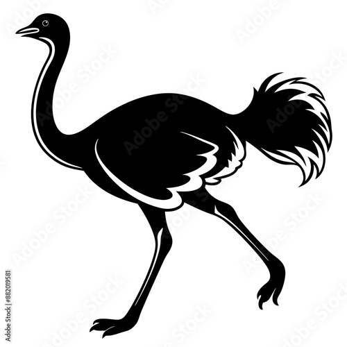 Ostrich Vector illustration