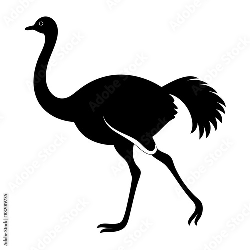 Ostrich Vector illustration