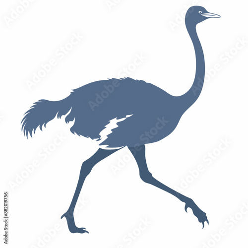 Ostrich Vector illustration