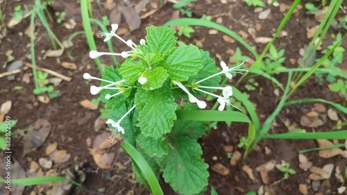 fresh kejibeling tree photo