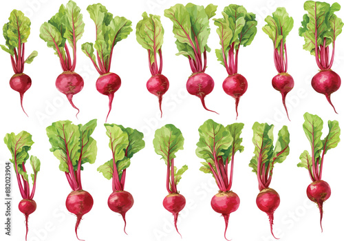 beet watercolor clipart