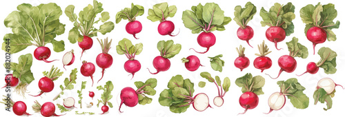 beet watercolor clipart