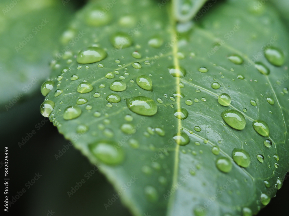 夏の雨の日の庭に植える植物の葉っぱの表面の水滴の様子 夏の雨の日の庭に植える植物の葉っぱの表面の水滴の様子