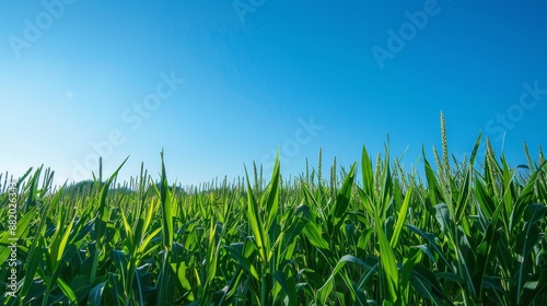 Green Cornfield Under Blue Sky