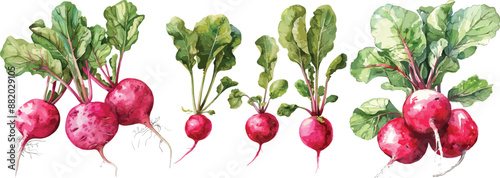 beet watercolor clipart