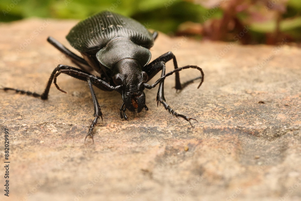 Calosoma maximowiczi ground beetle in Japan Calosoma maximowiczi ground beetle in Japan