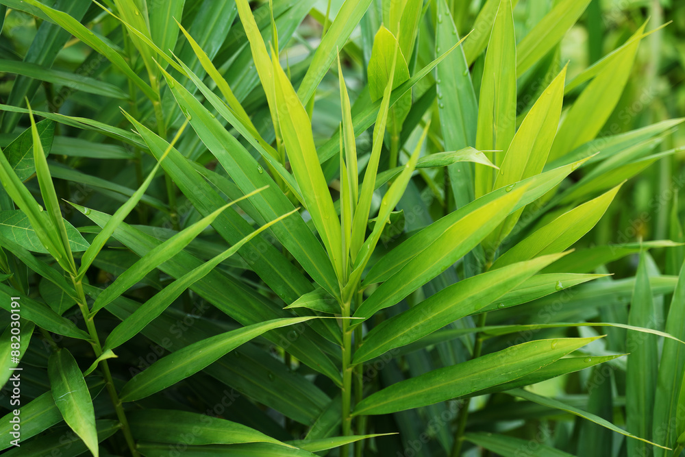 green grass background green grass background