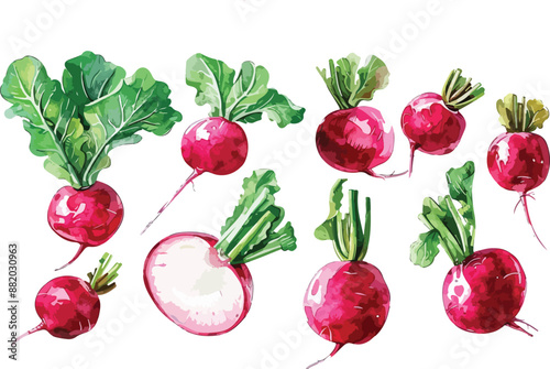 beet watercolor clipart
