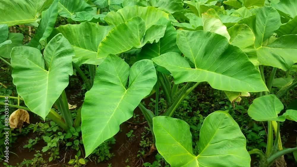 taro tree taro tree