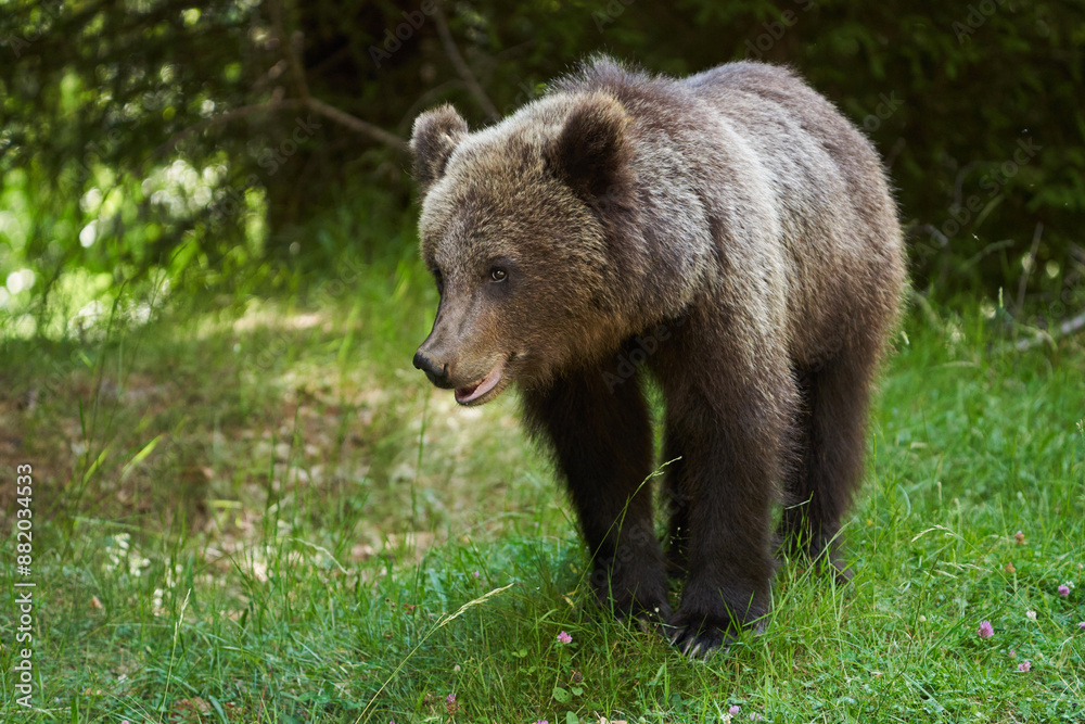 Brown bear on the side of the road Brown bear on the side of the road