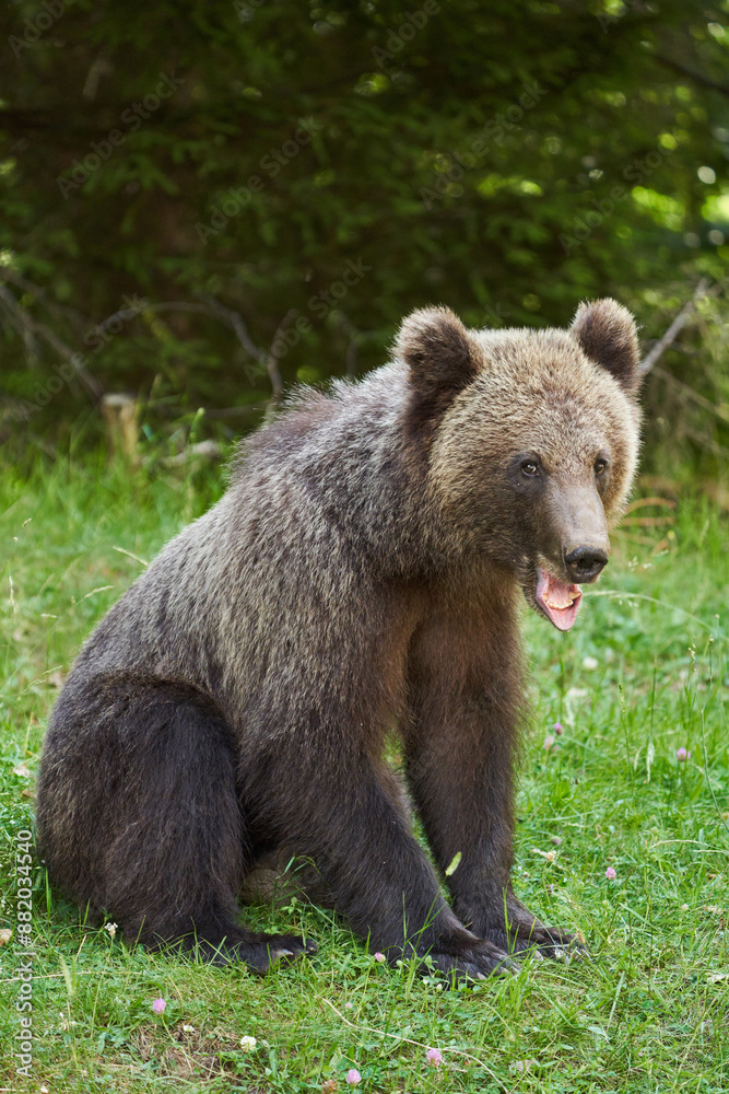 Brown bear on the side of the road Brown bear on the side of the road