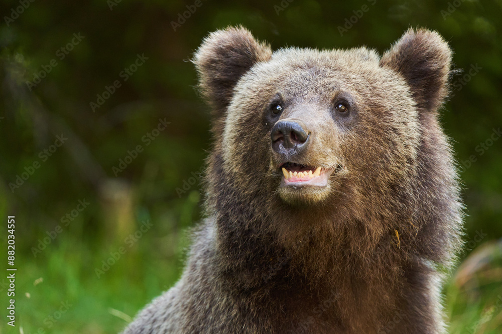Fototapeta premium Brown bear on the side of the road
