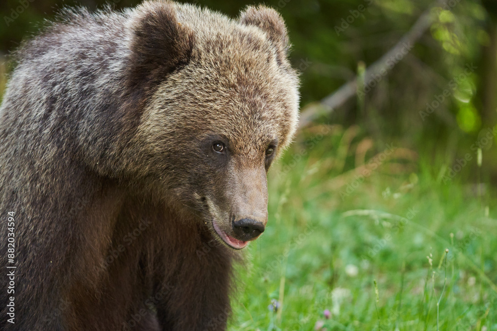 Brown bear on the side of the road Brown bear on the side of the road