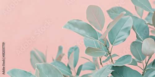 Pastel green leaves with a soft pink background