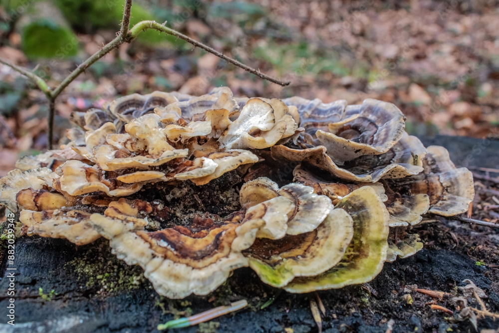  Macro  - Forest - Europe, Romania, Suceava region