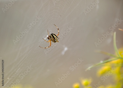 Creepy Crawlers photo