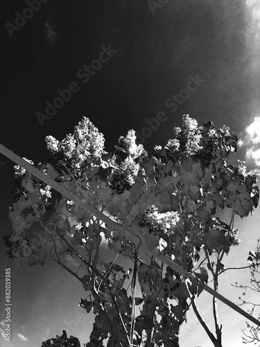 black and white background with tree
