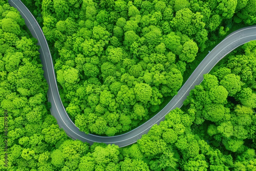 Winding Road through Dense Green Forest Winding Road through Dense Green Forest