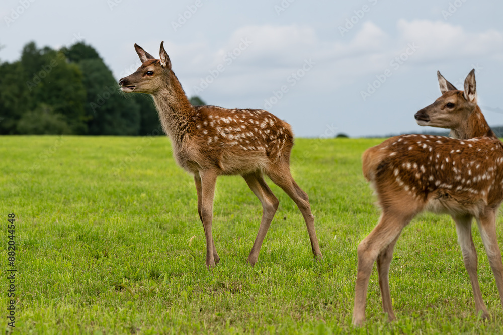 Rotkalb Rotkalb