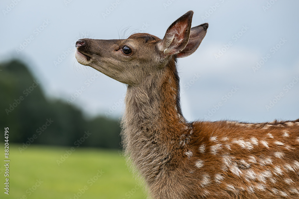 Obraz premium Rotkalb