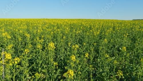 Farmland. Yellow Field With Blooming Canola Flowers. Beautiful Flowering Field With Yellow Rapeseed Flowers. Blooming Rapeseed Field In Springtime.