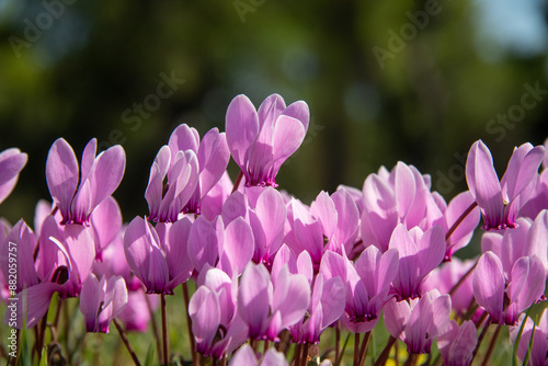 Blooming wild cyclamen in the forest. Autumn in Greece.