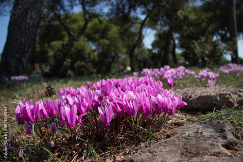Blooming wild cyclamen in the forest. Autumn in Greece.