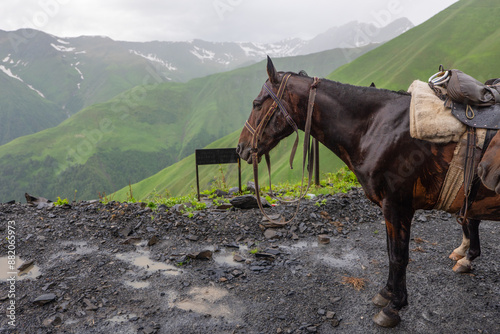 horse in the mountains
