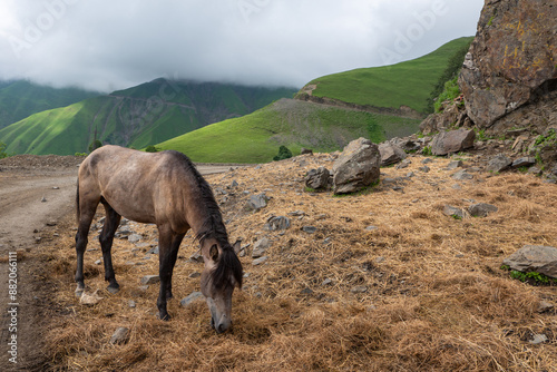horse in the mountains