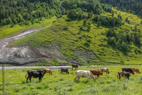 cows grazing in the mountains