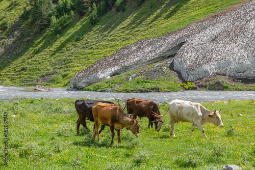 herd of cows