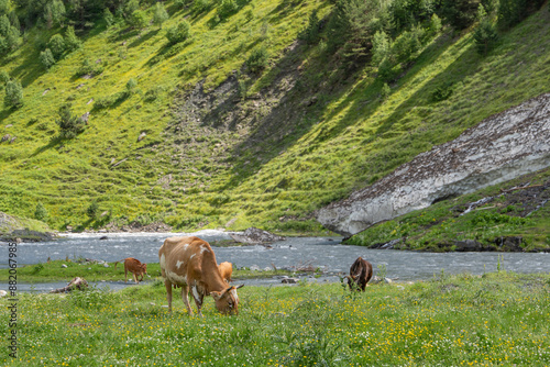 cows on the meadow