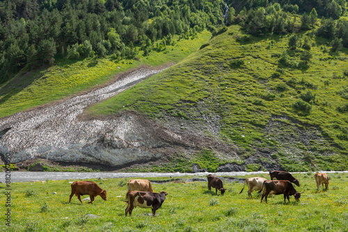 cows grazing in a meadow