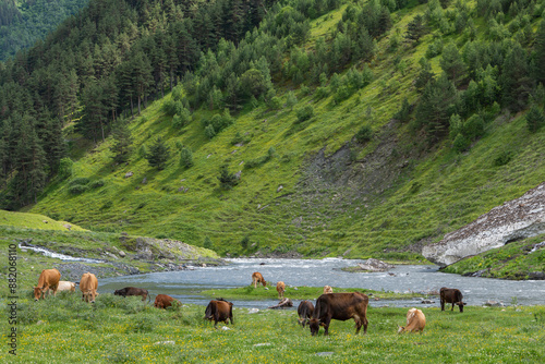 cows in the mountains