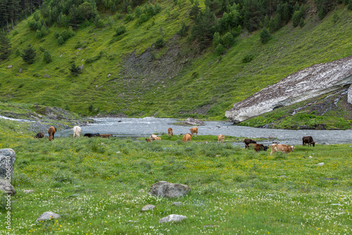 cows on the meadow