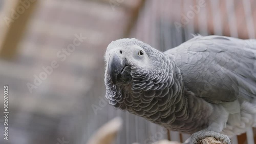 Close up of gray parrot sitting on a branch